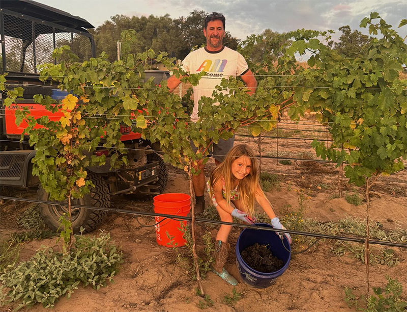 Lumen in the vineyard