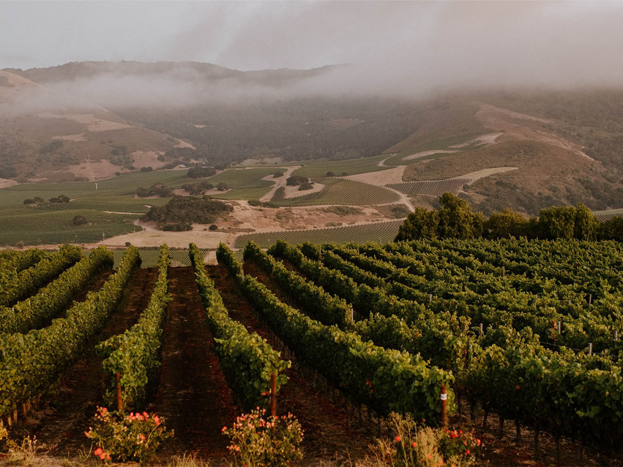 MtCarmel-Vineyard Mt. Carmel Vineyard