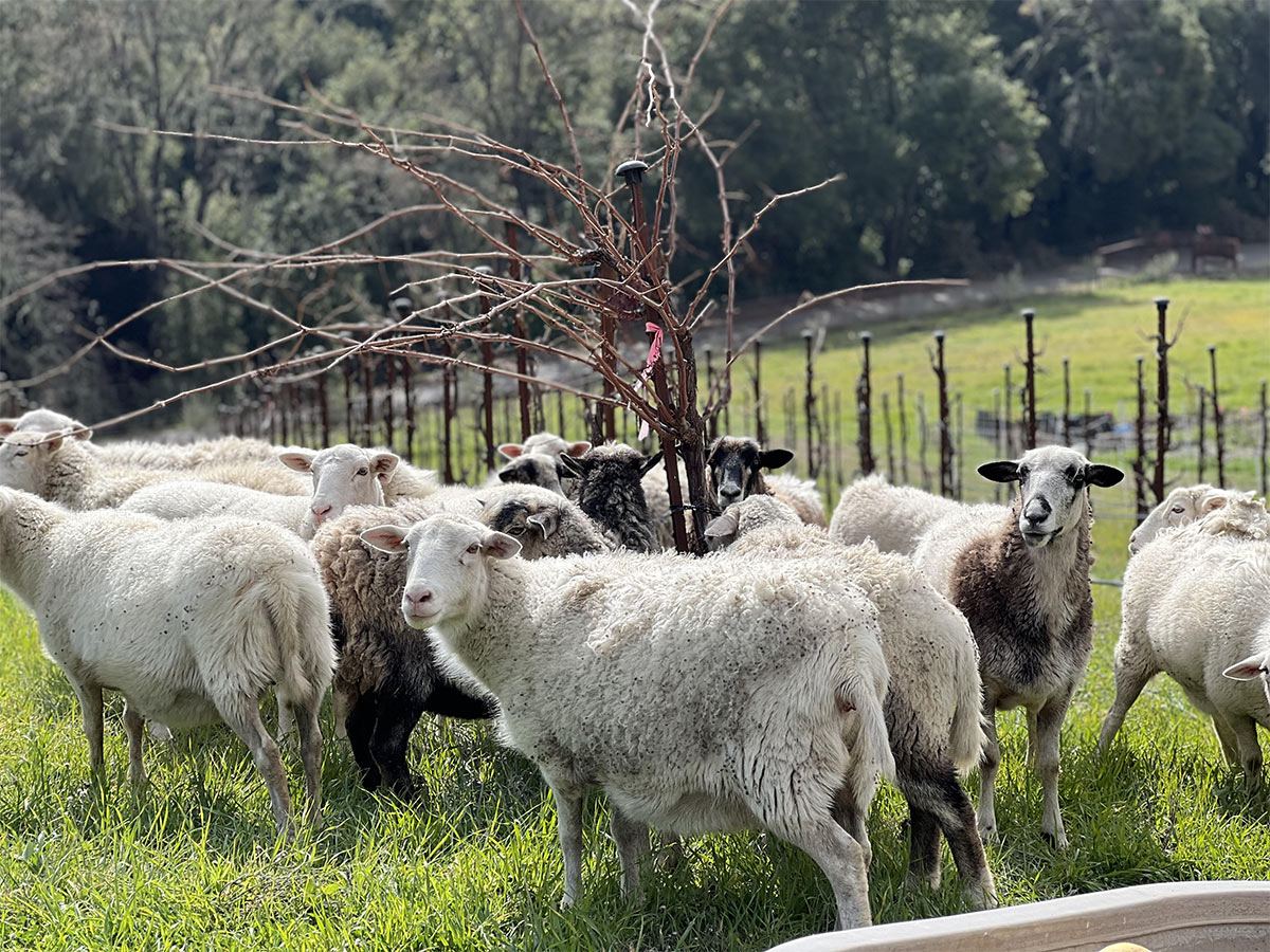 Villa Creek Vineyard